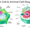 CELLS- J. A. Ansah Publications
