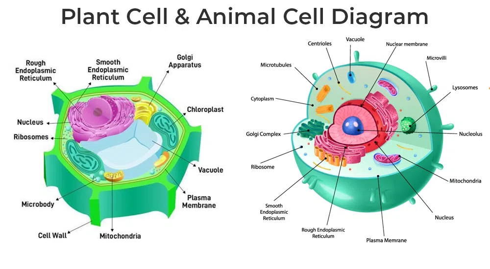 CELLS- J. A. Ansah Publications