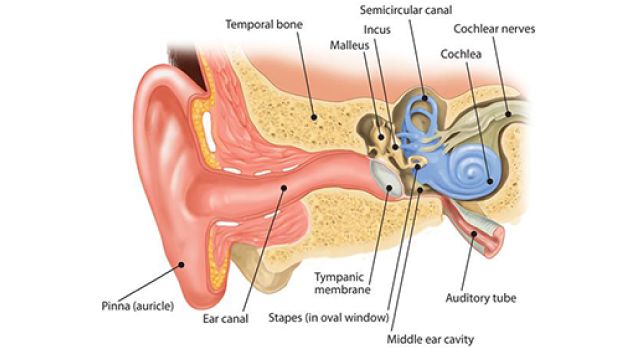 THE CONCEPT OF HEARING AND HEARING IMPAIRMENT