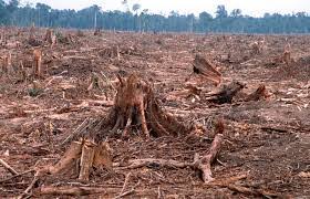 Deforestation in Ghana: Why Cutting Down Trees Is Cutting Our Future